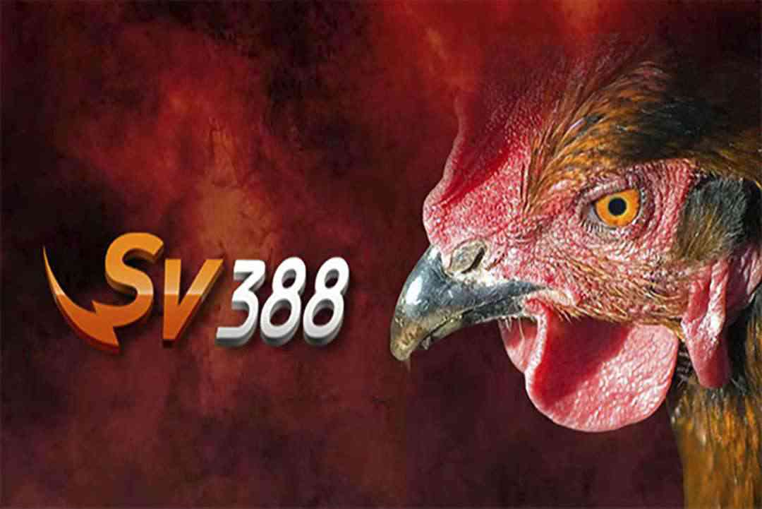 SV388 đá gà trực tiếp - một trải nghiệm không nên bỏ lỡ
